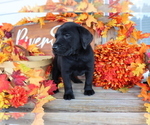 Small Photo #3 Labrador Retriever Puppy For Sale in MOUNT AIRY, NC, USA