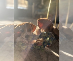 Raggle Puppy for sale in MAIDENS, VA, USA