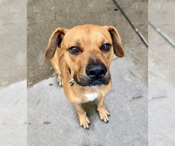 Medium Photo #1 Boxer-Unknown Mix Puppy For Sale in Sacramento, CA, USA