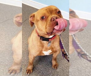 Drake *CrossPost* - Male Bulldog Dog for Adoption