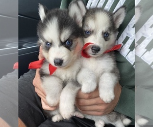 Pomsky Puppy for sale in LOS ANGELES, CA, USA