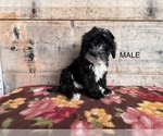 Small Photo #7 Bernedoodle (Miniature) Puppy For Sale in VERMONTVILLE, MI, USA