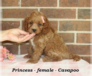 Cavapoo (Miniature) Puppy for sale in CLARKRANGE, TN, USA