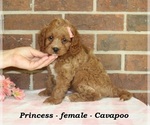 Image preview for Ad Listing. Nickname: Princess