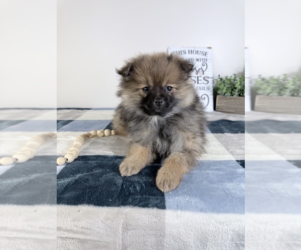 Medium Photo #3 Pomeranian Puppy For Sale in GREENFIELD, IN, USA