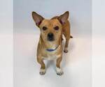 Small #5 Chihuahua Mix