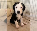 Small Mutt