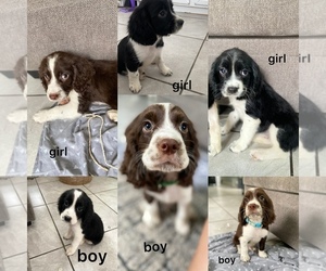 English Springer Spaniel Puppy for sale in FALLBROOK, CA, USA