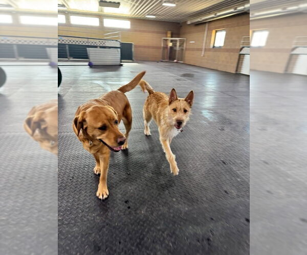 Medium Photo #3 Mutt Puppy For Sale in Grafton, WI, USA