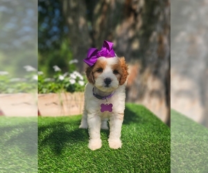 Goldendoodle-Poodle (Toy) Mix Puppy for sale in INDIANAPOLIS, IN, USA