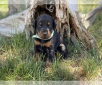 Small Photo #8 Doberman Pinscher Puppy For Sale in CHEYENNE, WY, USA