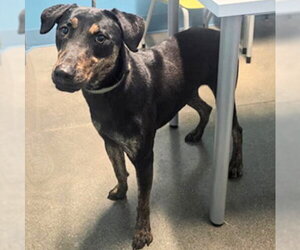 Labrador Retriever-Unknown Mix Dogs for adoption in Houston, TX, USA