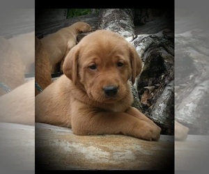 Labrador Retriever Puppy for sale in MILLVILLE, MN, USA