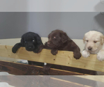 Small Photo #8 Labradoodle Puppy For Sale in OZARK, AL, USA