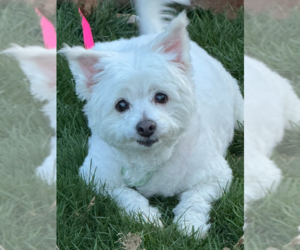 Bichon Frise-Unknown Mix Dogs for adoption in Springdale, PA, USA
