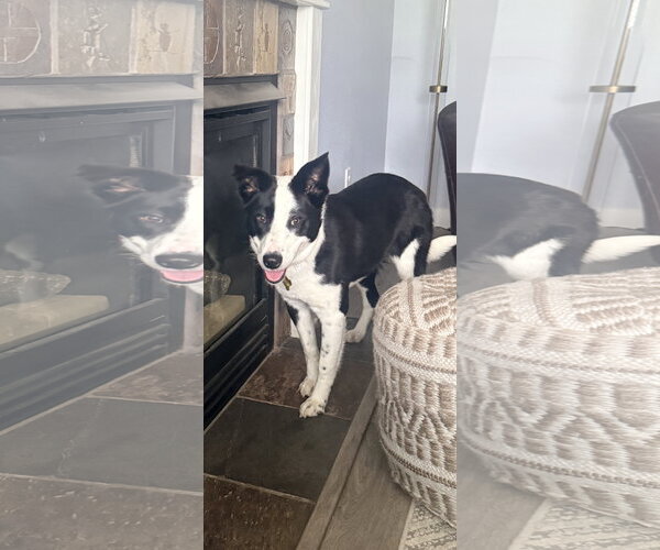 Medium Photo #13 Border Collie Puppy For Sale in Sandy, UT, USA