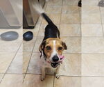Small #1 Beagle