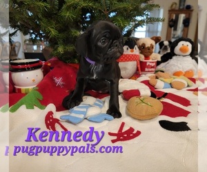Pug Puppy for sale in SPRING HILL, FL, USA