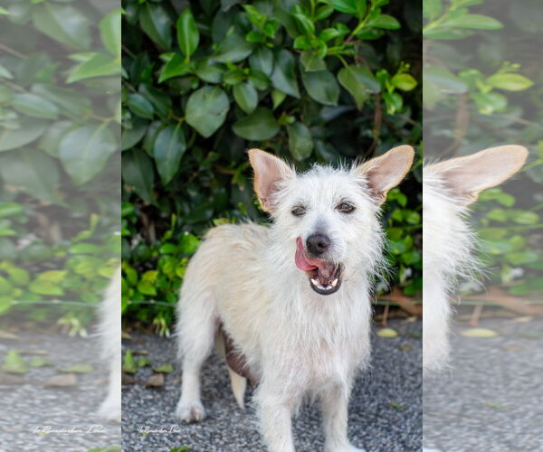 Medium Photo #2 Mutt Puppy For Sale in Marina Del Rey, CA, USA