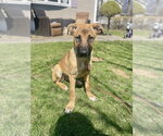 Small #19 Black Mouth Cur-German Shepherd Dog Mix