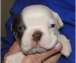 Boston Terrier Puppy for sale in WILSONVILLE, OR, USA