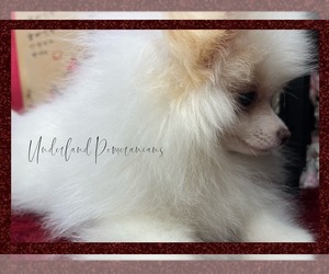 Pomeranian Puppy for Sale in VICTORVILLE, California USA