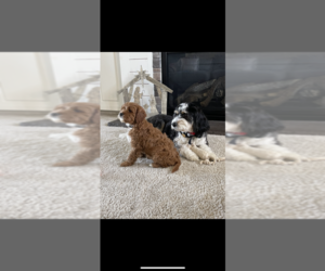 Cavapoo Puppy for sale in DRY RIDGE, KY, USA