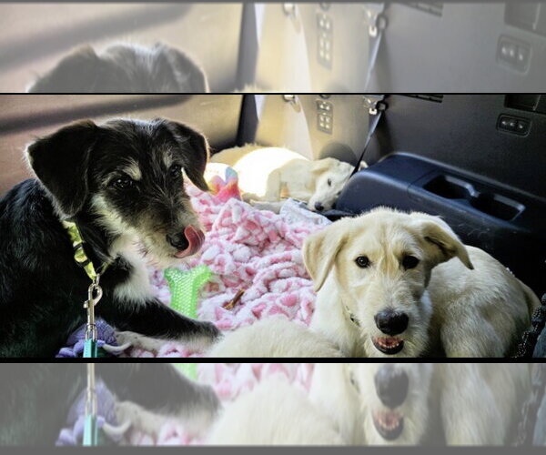 Medium Photo #2 Labrador Retriever-Unknown Mix Puppy For Sale in Mt. Laurel, NJ, USA