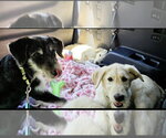 Small #1 Labrador Retriever Mix