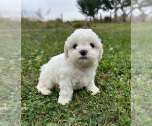 Zuchon Puppy for sale in FAIRBANK, IA, USA