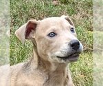 Small #3 Catahoula Leopard Dog-Mountain Cur Mix