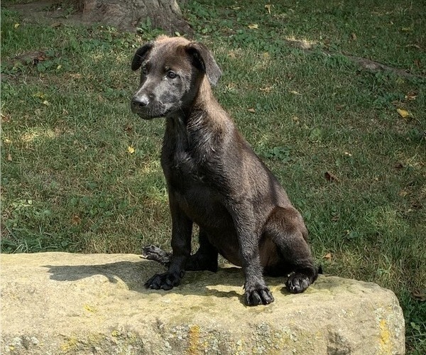 Medium Photo #1 Shepradors Puppy For Sale in QUAKER CITY, OH, USA