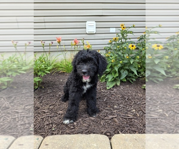 Medium Photo #3 Aussiedoodle Puppy For Sale in SALISBURY, PA, USA