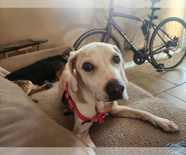 Medium Photo #5 Beagle Puppy For Sale in Tampa, FL, USA