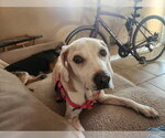 Small Photo #5 Beagle Puppy For Sale in Tampa, FL, USA