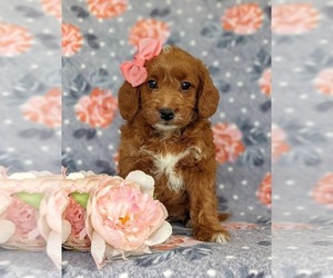 Labradoodle-Poodle (Miniature) Mix Puppy for sale in KIRKWOOD, PA, USA