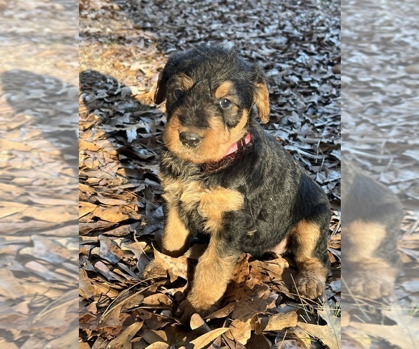 Medium Photo #2 Airedale Terrier Puppy For Sale in GILMER, TX, USA