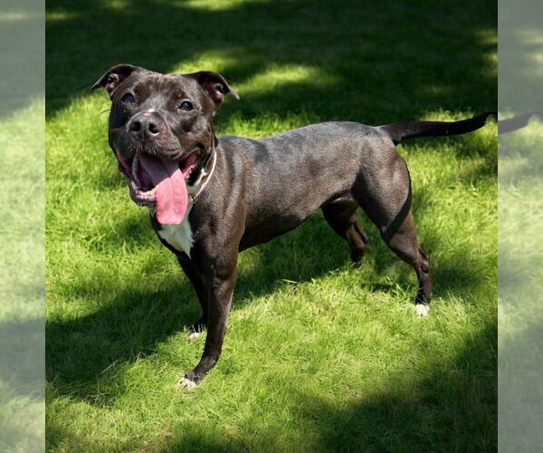 Medium Photo #3 American Pit Bull Terrier Puppy For Sale in Glen Allen, VA, USA