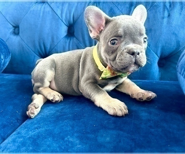 Medium Photo #2 French Bulldog Puppy For Sale in FRESNO, CA, USA