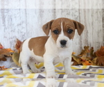 Small Photo #1 Jack Russell Terrier-Jug Mix Puppy For Sale in SHILOH, OH, USA