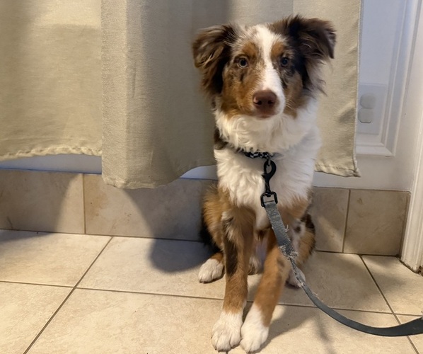 Medium Photo #1 Miniature Australian Shepherd Puppy For Sale in JACKSONVILLE, FL, USA