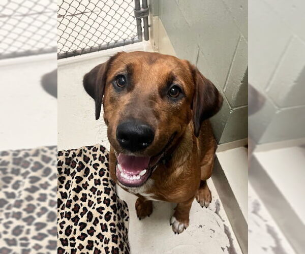Medium Photo #4 Coonhound-Labrador Retriever Mix Puppy For Sale in Webster, WI, USA