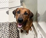 Small #3 Coonhound-Labrador Retriever Mix