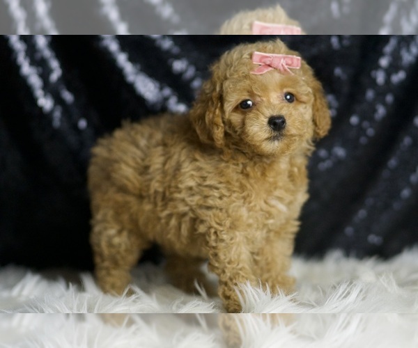 Medium Photo #4 Maltipoo Puppy For Sale in WARSAW, IN, USA
