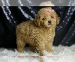 Small #3 Maltipoo