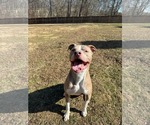 Small #2 Mutt