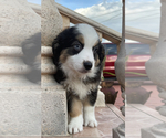Small Photo #4 Miniature Australian Shepherd Puppy For Sale in HIALEAH, FL, USA