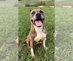 Small #1 Staffordshire Bull Terrier
