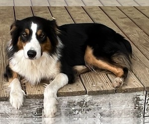 Father of the Australian Shepherd puppies born on 03/09/2026