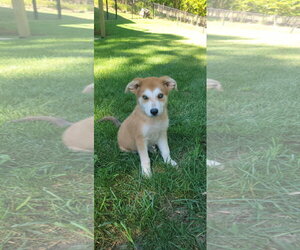 Bluey - Male Pyrenees Husky Dog for Adoption - Photo #6